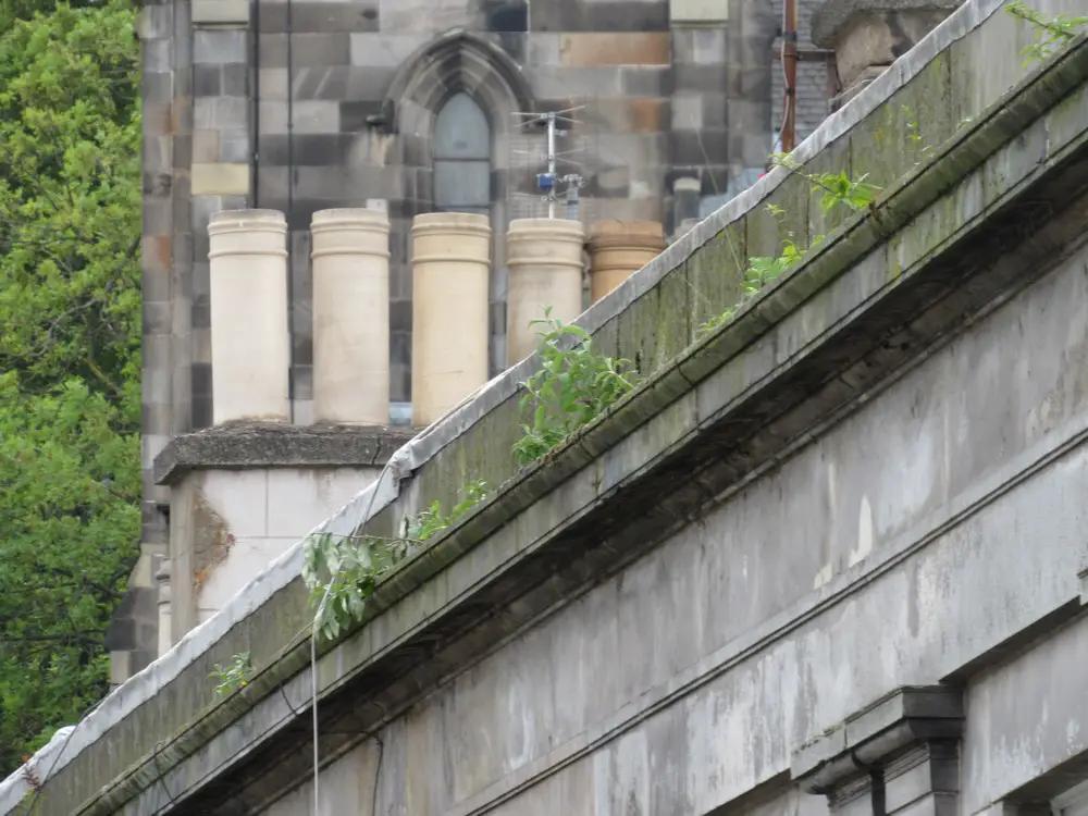 Vegetation growing on stone ledge causing decay