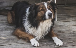 Border Collie Dog Breed Personality traits advice
