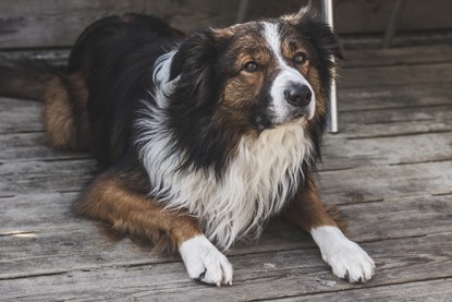 Border Collie Dog Breed: Profile, Personality, Facts