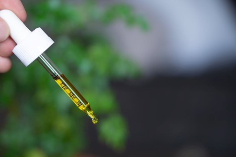Pros and Cons of CBD Oil For Dogs