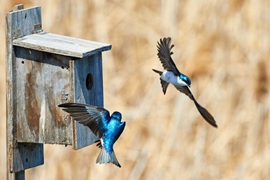 4 DIY birdhouse ideas for a roof