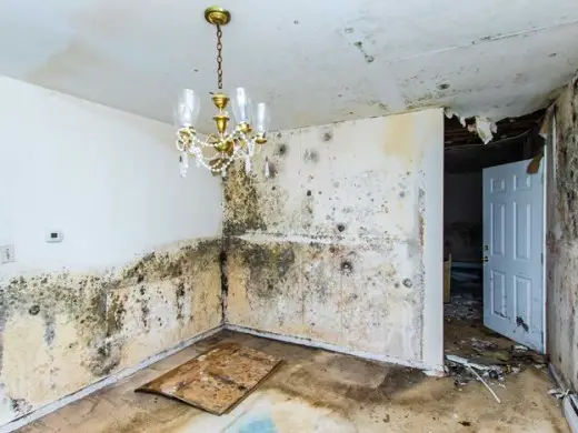 DIY Water Damage and Black Mould Remediation in Bethesda