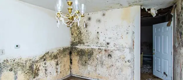 DIY Water Damage and Black Mould Remediation in Bethesda