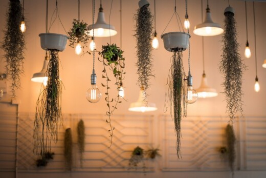 Plants to complete your interior design lights