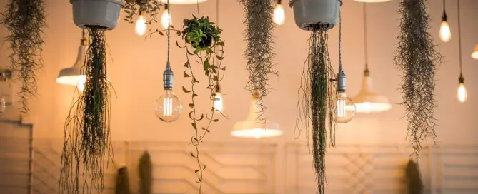 Plants to complete your interior design lights