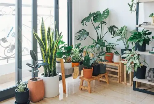 Transform Your Home Into a Green Paradise