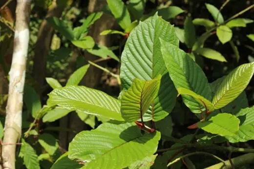 Can you grow your kratom plant at home guide